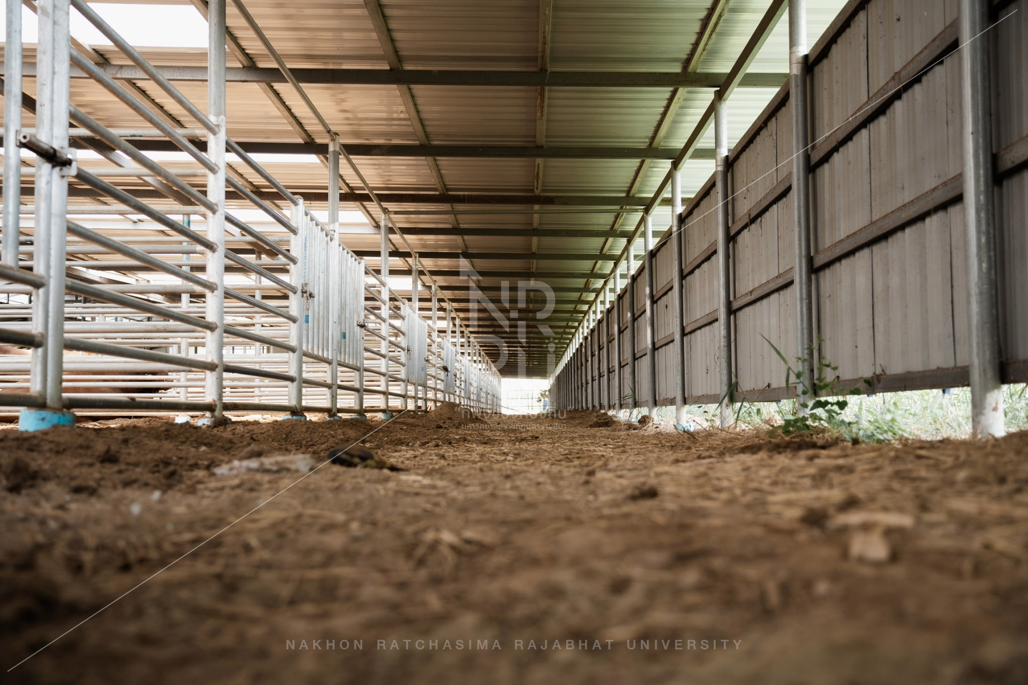 YZ Beef Cattle Farm in Si Khio District (20)